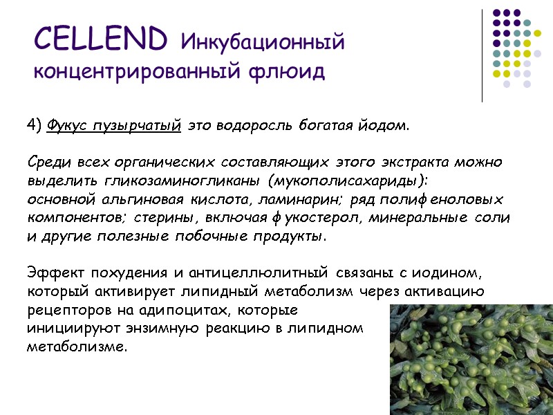 4) Фукус пузырчатый это водоросль богатая йодом.   Среди всех органических составляющих этого